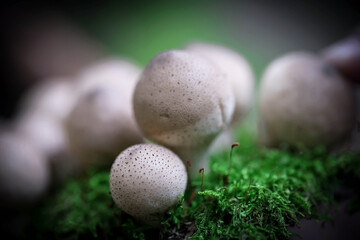 Small round porcini mushrooms. Mushrooms in the forest. Macrophotography. Selective focus.