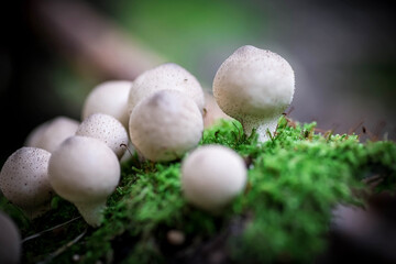 Small round porcini mushrooms. Mushrooms in the forest. Macrophotography. Selective focus.