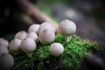Small round porcini mushrooms. Mushroom raincoat. Natural background.