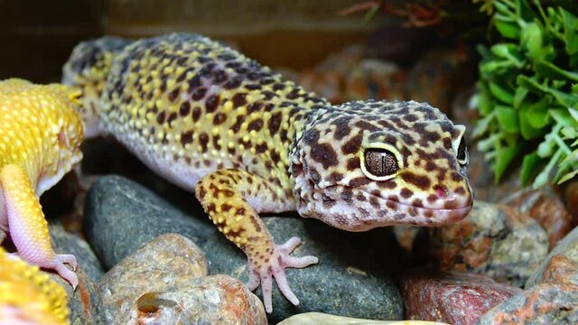 African Fat-tailed Gecko (Hemitheconyx caudicinctus).