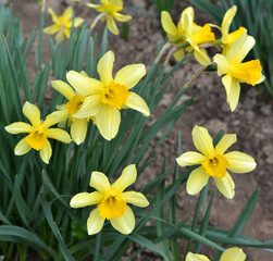 Fototapeta premium Narcissus (daffodils) bloom in the flowerbed.