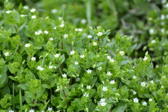 In the spring, Stellaria media grows in nature