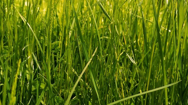 Grashalme wiegen sich leicht im wind, wilde wiese oder gr&uuml;ner rasen mit satten und frischen farben,  stengel oder grashalme im close up erkennbar, sch&ouml;nes bokeh, sommerlich frisch und fr&ouml;hlich 