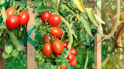 Organic vegetables in the garden close-up. Growing tomatoes on wooden stakes. Tall tomatoes tying up. Tomatoes with a sharp nose on a branch. Red tomatoes on a branch grow in raised beds. © nieriss