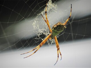 Araña jardinera en su tele de araña