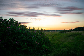 Naklejka na ściany i meble gentle and beautiful sunrise in the field in summer