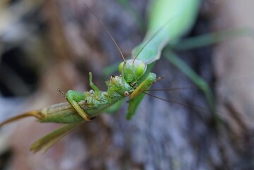 one large predatory green insect praying mantis sits on a gray branch holds and eats a grasshopper in nature