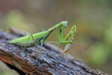 one large predatory green insect praying mantis sits on a gray branch holds and eats a grasshopper 