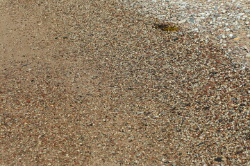 Background of sea sand and pebbles. High quality photo
