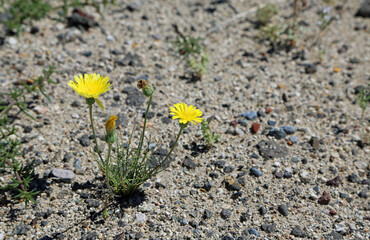 Desert dandelion flower, Nevada