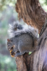 Arizona Grey Squirrel
