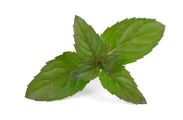 Fresh peppermint isolated on white background. Mint leaves.