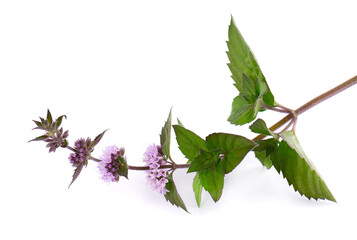 Peppermint flowers isolated on white background. Mint branch. Herbal medicine.