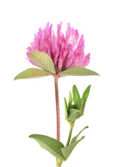 Clover flower on a stem with green leaves, isolated on white background. Trifolium pratense.