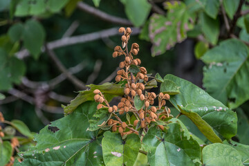Seeds on a Paulownia tree