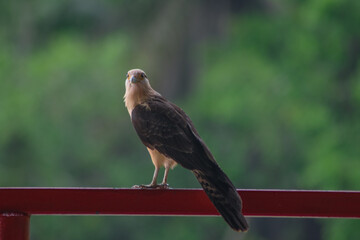 bird of prey