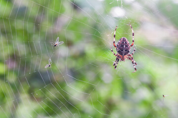 The cross spider (Araneus diadematus) hunts on the web