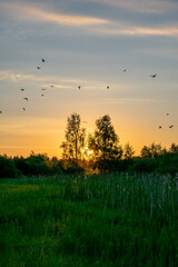 Fototapeta na wymiar bright summer sunrise in the field