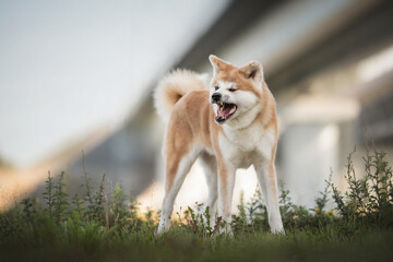 Funny female Akita Inu with an open toothy mouth and a fluffy tail standing among green grass against the background of the blue sky and a fragment of the city bridge