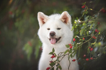 Close-up portrait of a white female Akita Inu with open mouth and pink ears among greenery and red juicy rose hips
