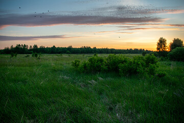Fototapeta na wymiar gentle and beautiful sunrise in the field in summer