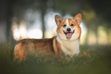 Funny welsh corgi pembroke with his tongue hanging out standing among the grass in the forest against the background of a summer sunset landscape