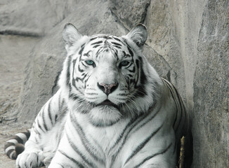 White Bengal tiger, Amur tiger albino, Bengal tiger albino. A white tiger on a rock.