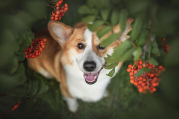 Close-up portrait of funny welsh corgi pembroke with protruding tongue among ripe orange rowan berries