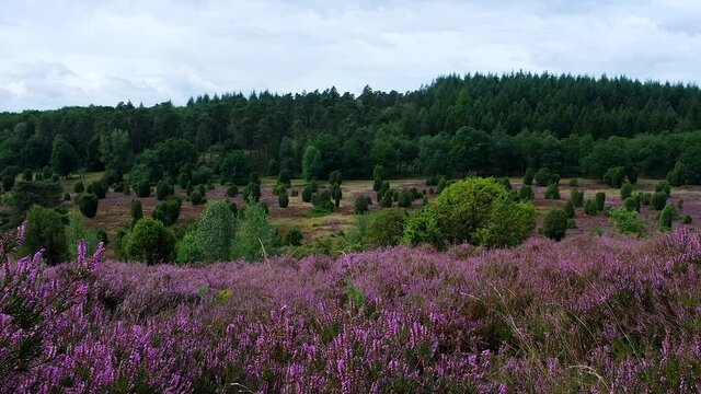 Blooming heathland flowers moving in the wind at luneburg heath.