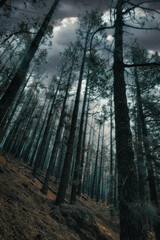 Fototapeta premium Landscape of a forest with fog