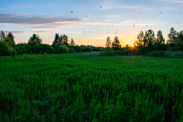 bright summer sunrise in the field