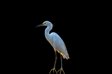 white heron isolated on black background and closeup.