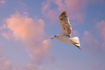 Single seagull, flying at the beach, evening clouds as background