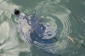 Closeup of turtle swimming in pond, creating circular ripples. 