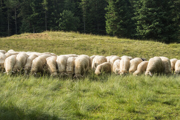 Obraz premium Sheep grazing in Kalatówki in the Tatra Mountains