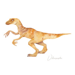 Velociraptor illustration. Watercolor prehistirical reptile isolated on white background. Dinosaur era collection