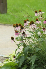 Beautiful autumn flowers Echinacea, colors of autumn High quality photo