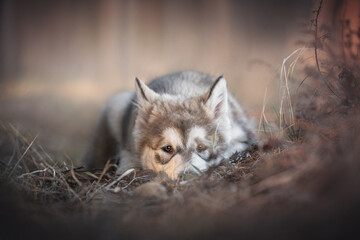 Naklejka na ściany i meble A three-month-old puppy of Alaskan malamute lying among dried grass against a background of pine forest and pink sunset