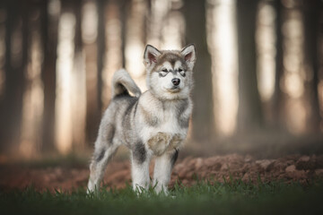 Three-month-old puppy of Alaskan malamute standing among the dried grass against the background of a pine forest and sunset