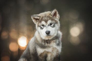 Classic close-up portrait of a three-month-old puppy of Alaskan Malamute on a background of a pine forest and a fiery sunset