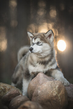 A three-month-old puppy of Alaskan malamute standing on the stones against the backdrop of a pine forest and fiery sunset and looking to the side