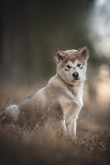 Three-month-old puppy of Alaskan malamute sitting among the dried grass against the background of a pine forest and sunset