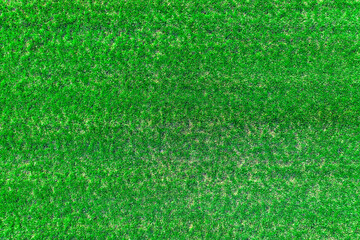 Wonderful green lawn grass, texture, top view