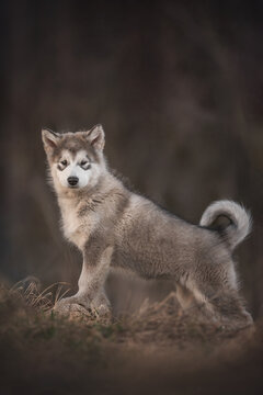Three-month-old puppy of Alaskan Malamute standing with paws on a hill on the background of a spring pine forest