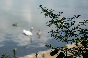Closeup of tree branch in foreground, swan & ducks on a lake in the background. 