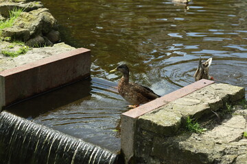 Duck in the Riga Park on an artificial waterfall. High quality photo