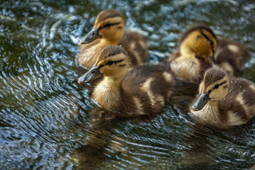 Beautiful Canada Mallard duckling in water.