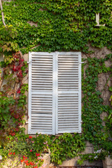 Close, upward view of an idyllic vintage stone wall texture background covered in ivy, with a wooden window with white shutters.