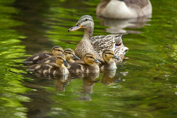 Fototapeta premium Beautiful Canada Mallard duckling in water.