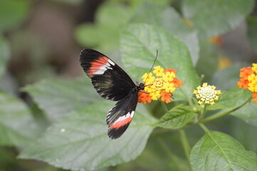 A beautiful butterfly standing on a blooming flower